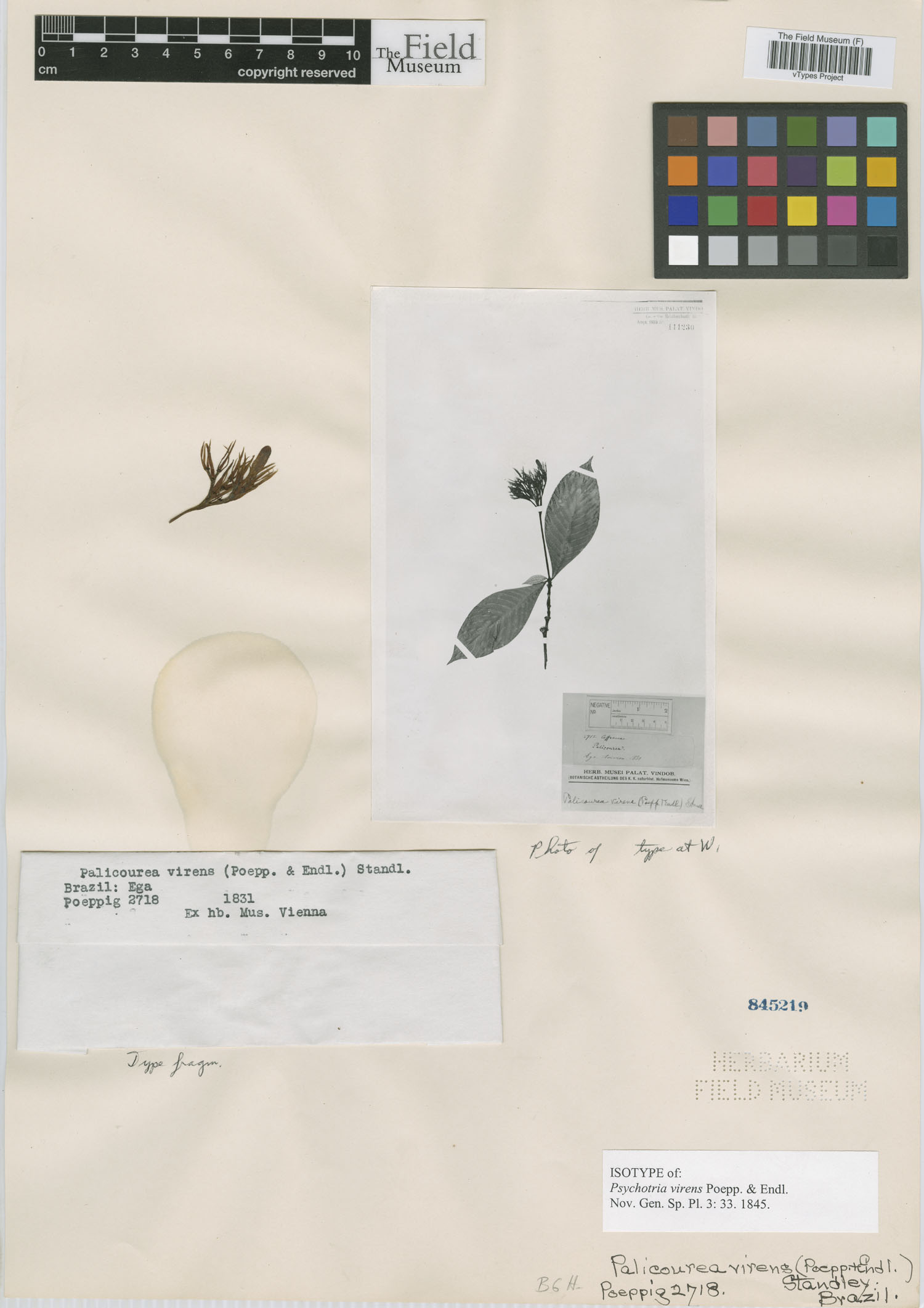 Palicourea virens image