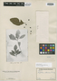 Psychotria octocuspis image