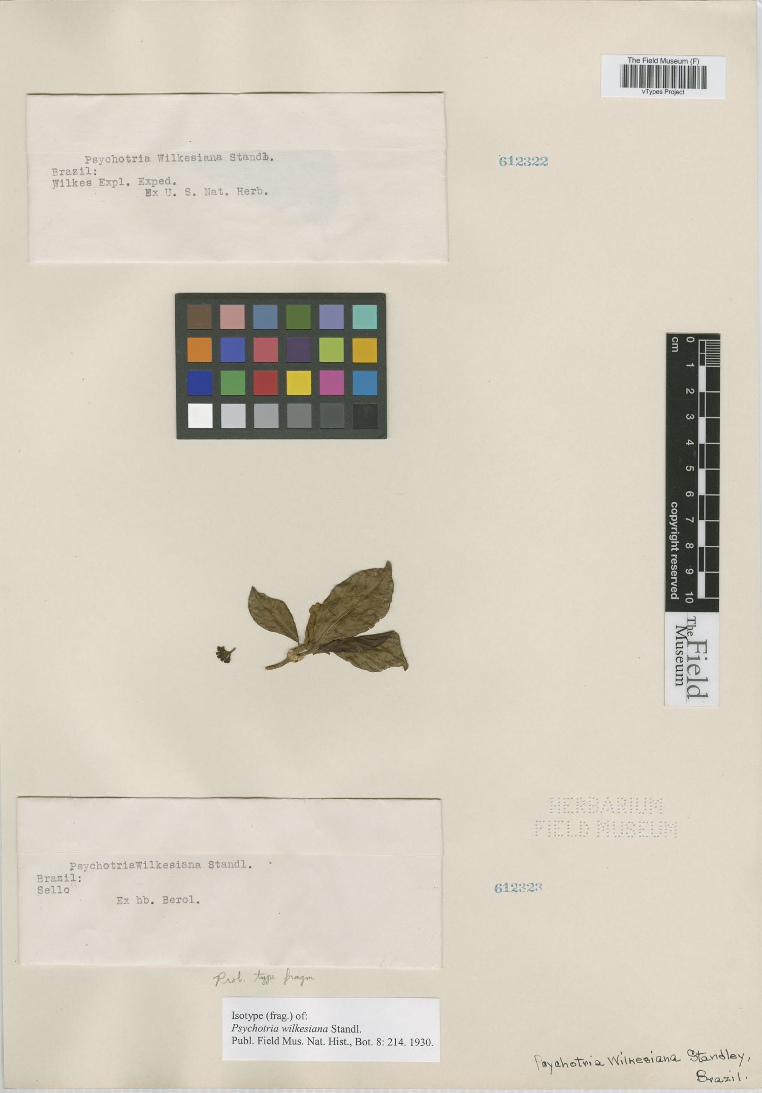Psychotria wilkesiana image