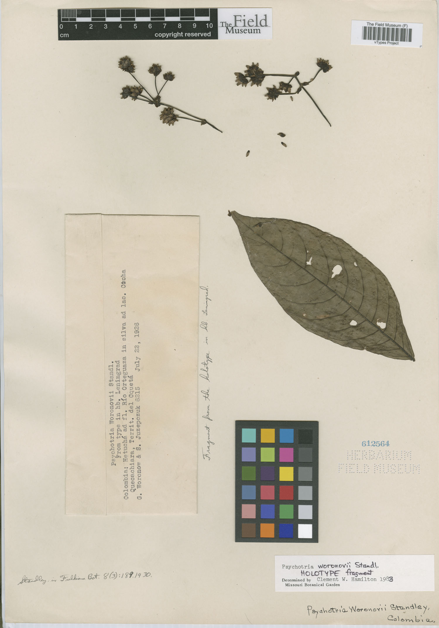 Psychotria woronovii image
