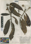 Remijia densiflora subsp. stenopetala image