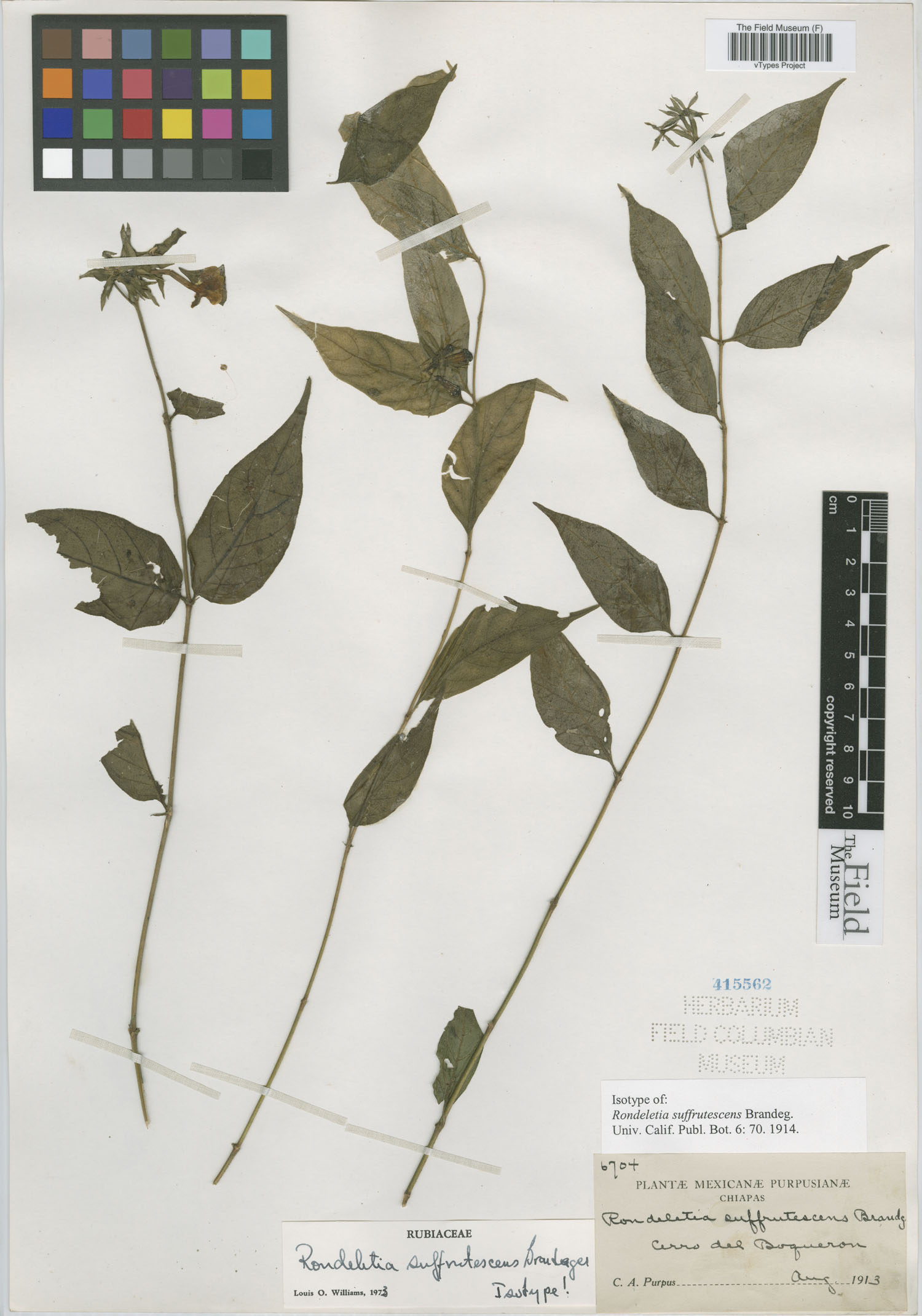 Rondeletia suffrutescens image