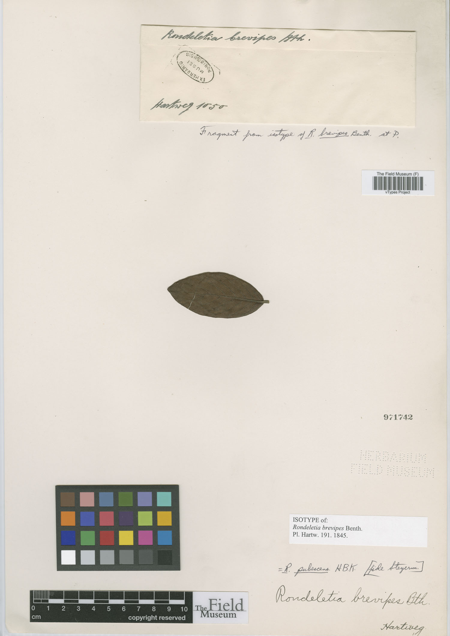 Rondeletia pubescens image