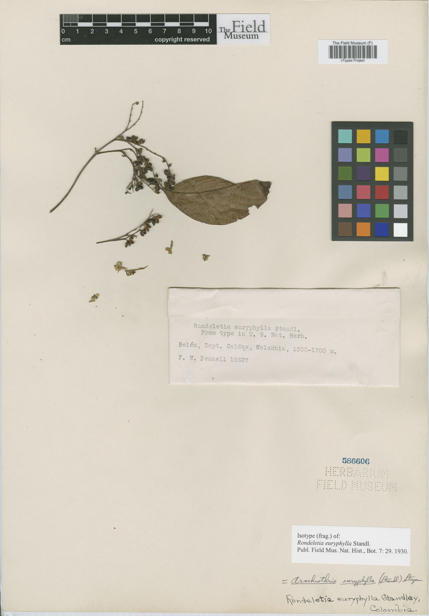 Arachnothryx euryphylla image