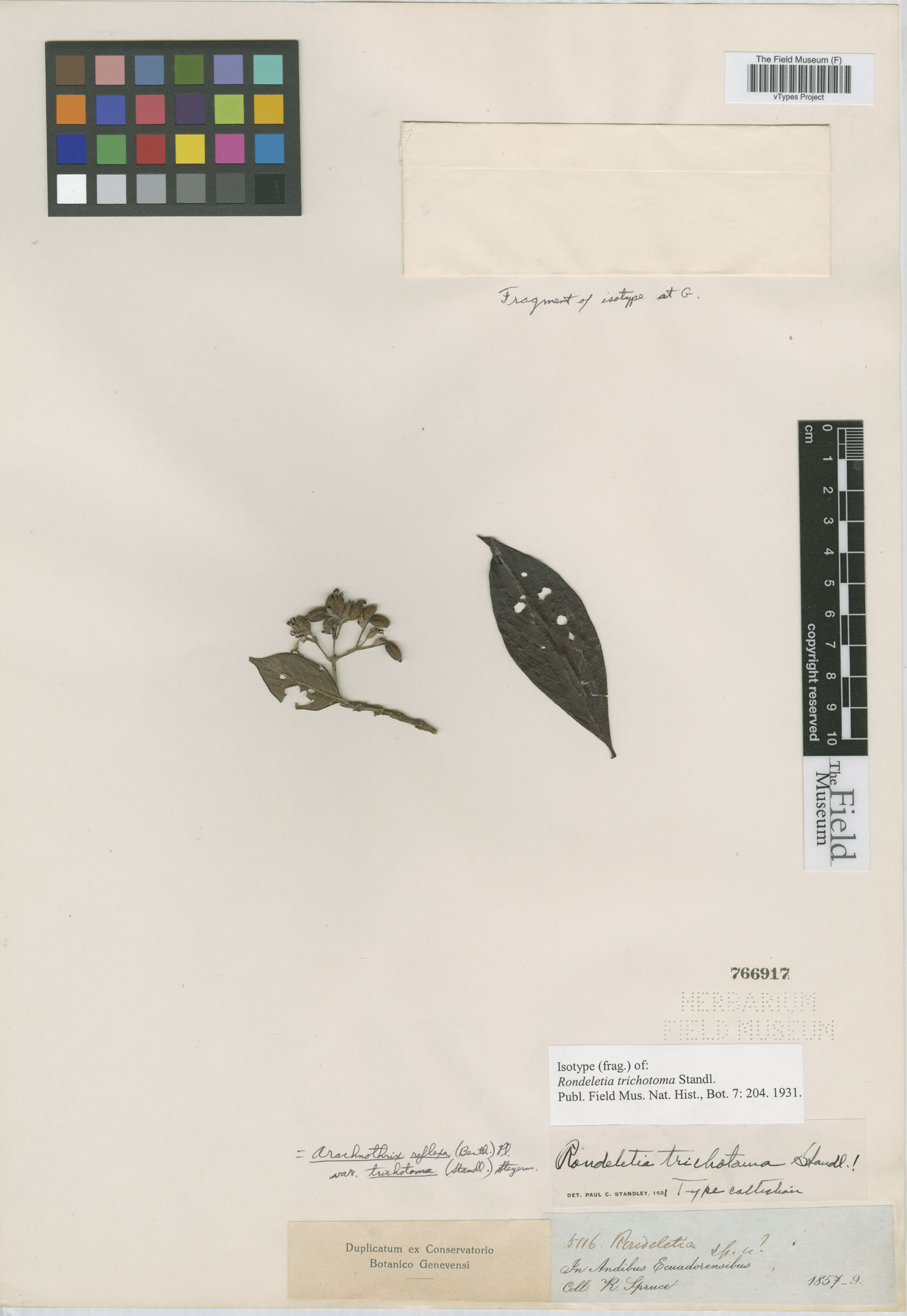 Rondeletia trichotoma image