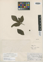Psychotria sphaerocephala image