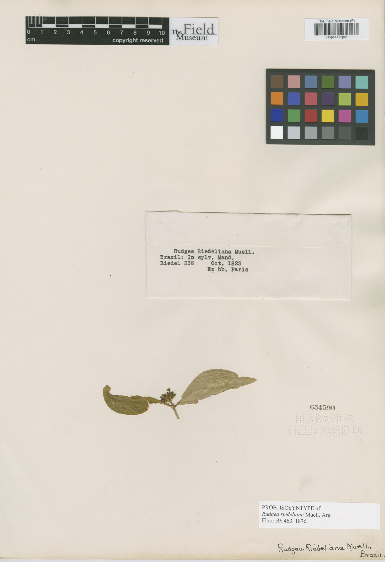 Rudgea coronata subsp. ochroleuca image