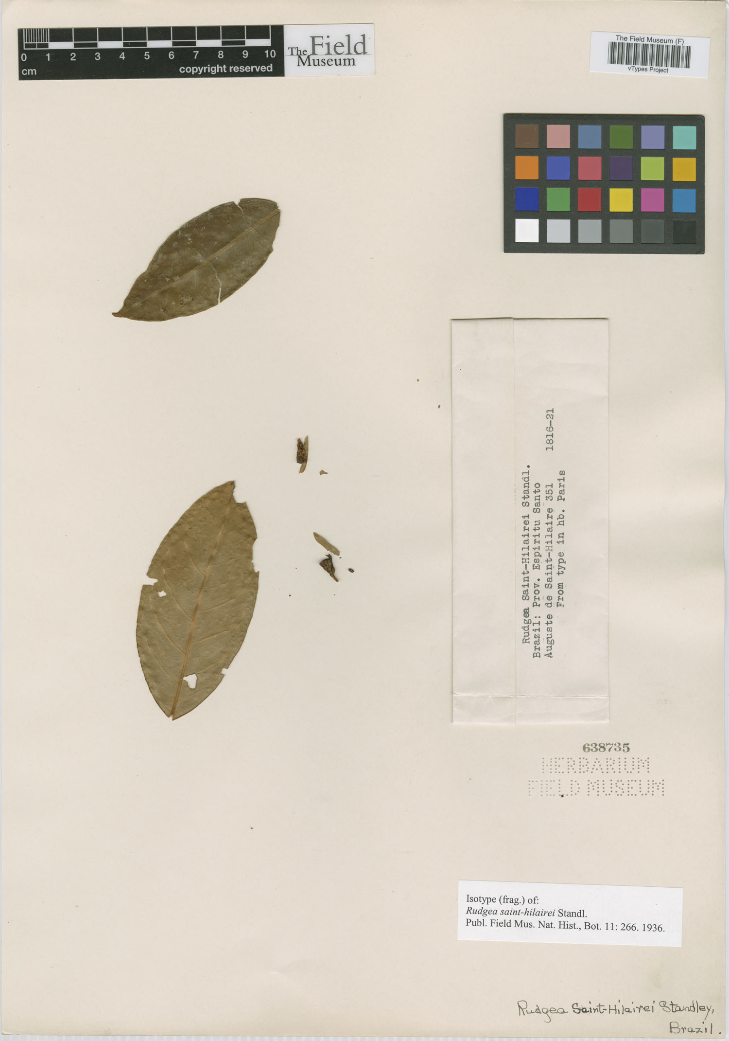 Rudgea coronata subsp. saint-hilairei image