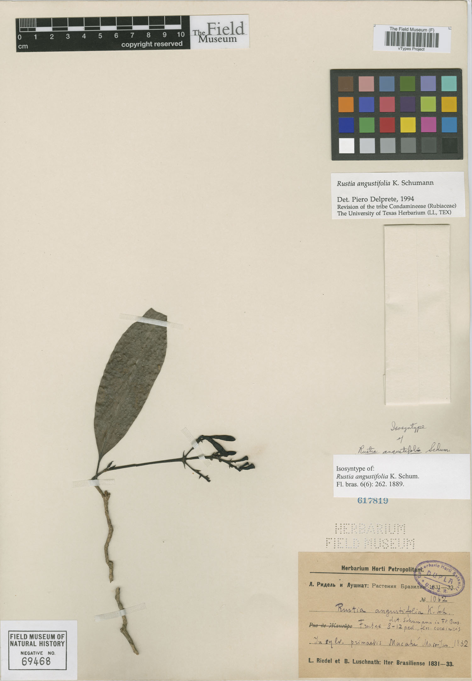Rustia angustifolia image