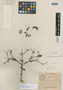 Sphinctanthus microphyllus image
