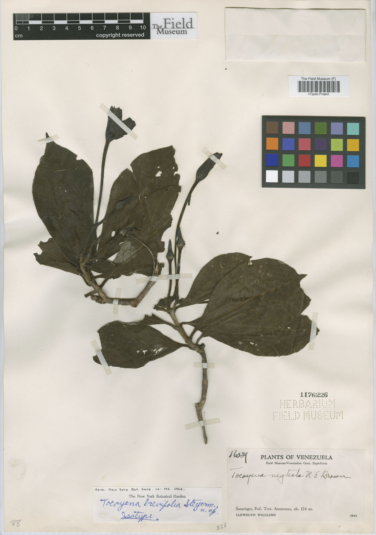 Tocoyena brevifolia image