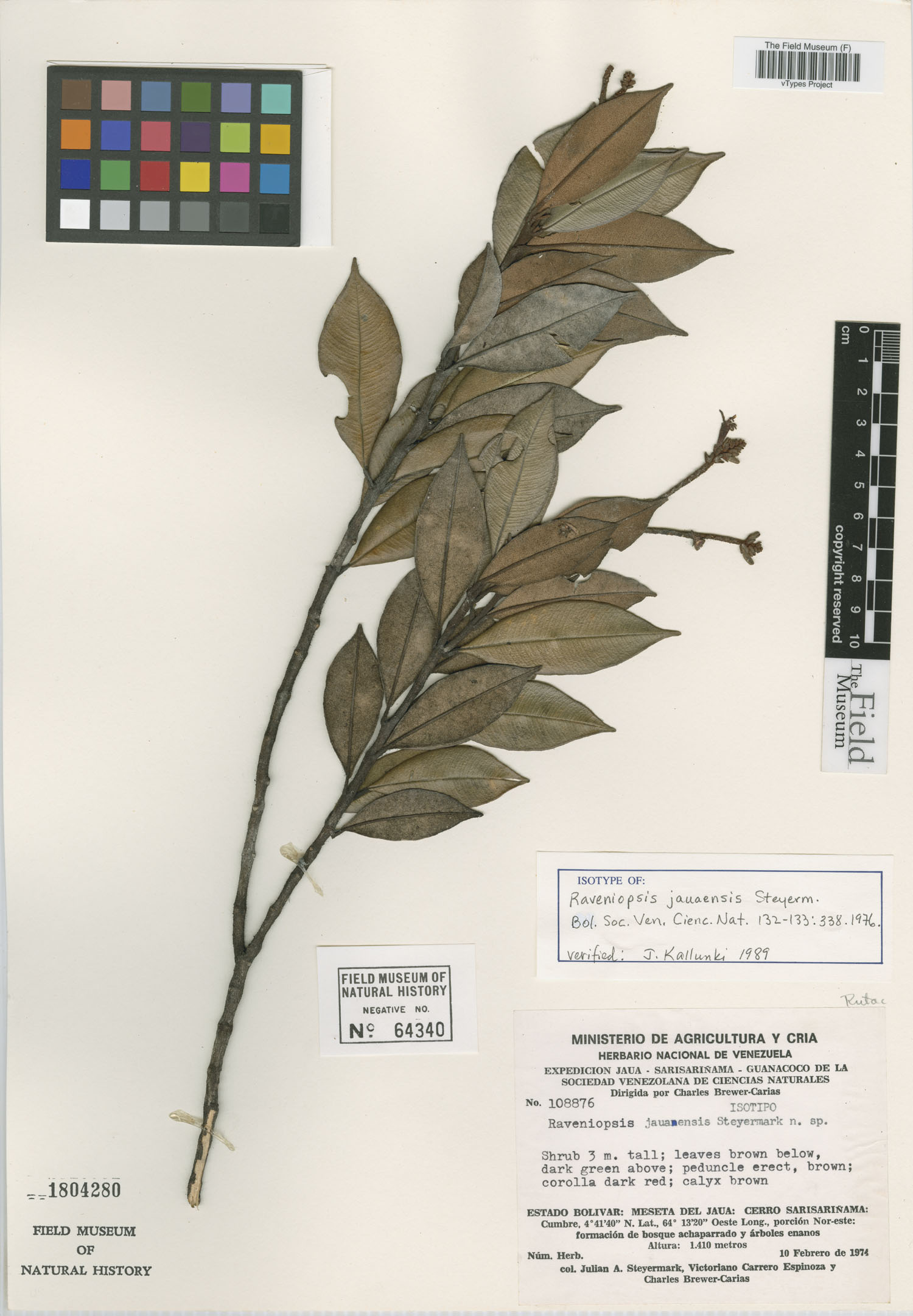 Raveniopsis jauaensis image
