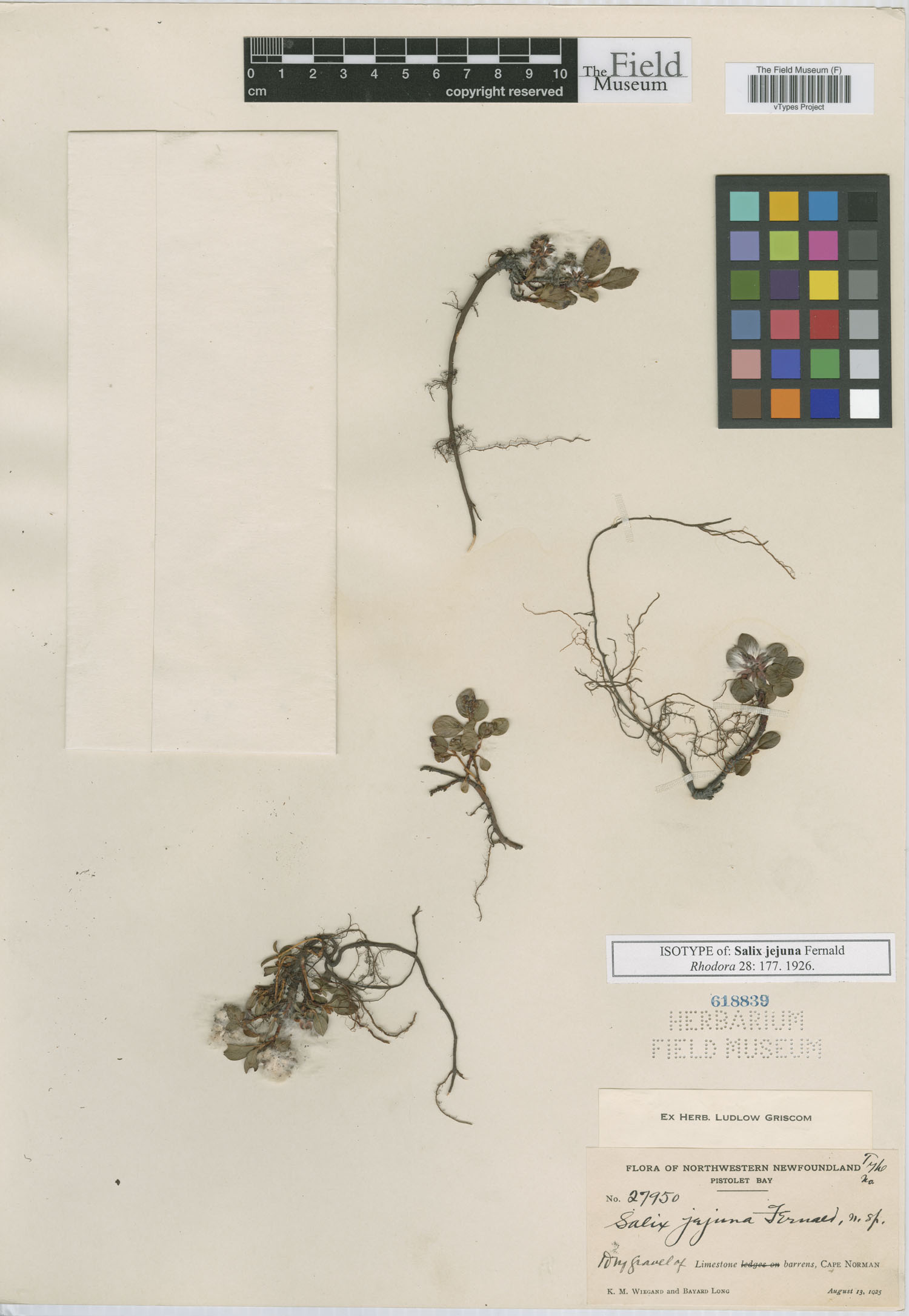 Salix jejuna thumbnail