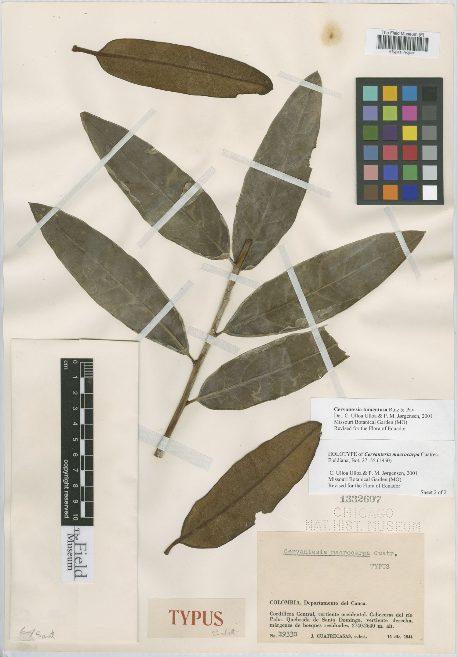 Cervantesiaceae image