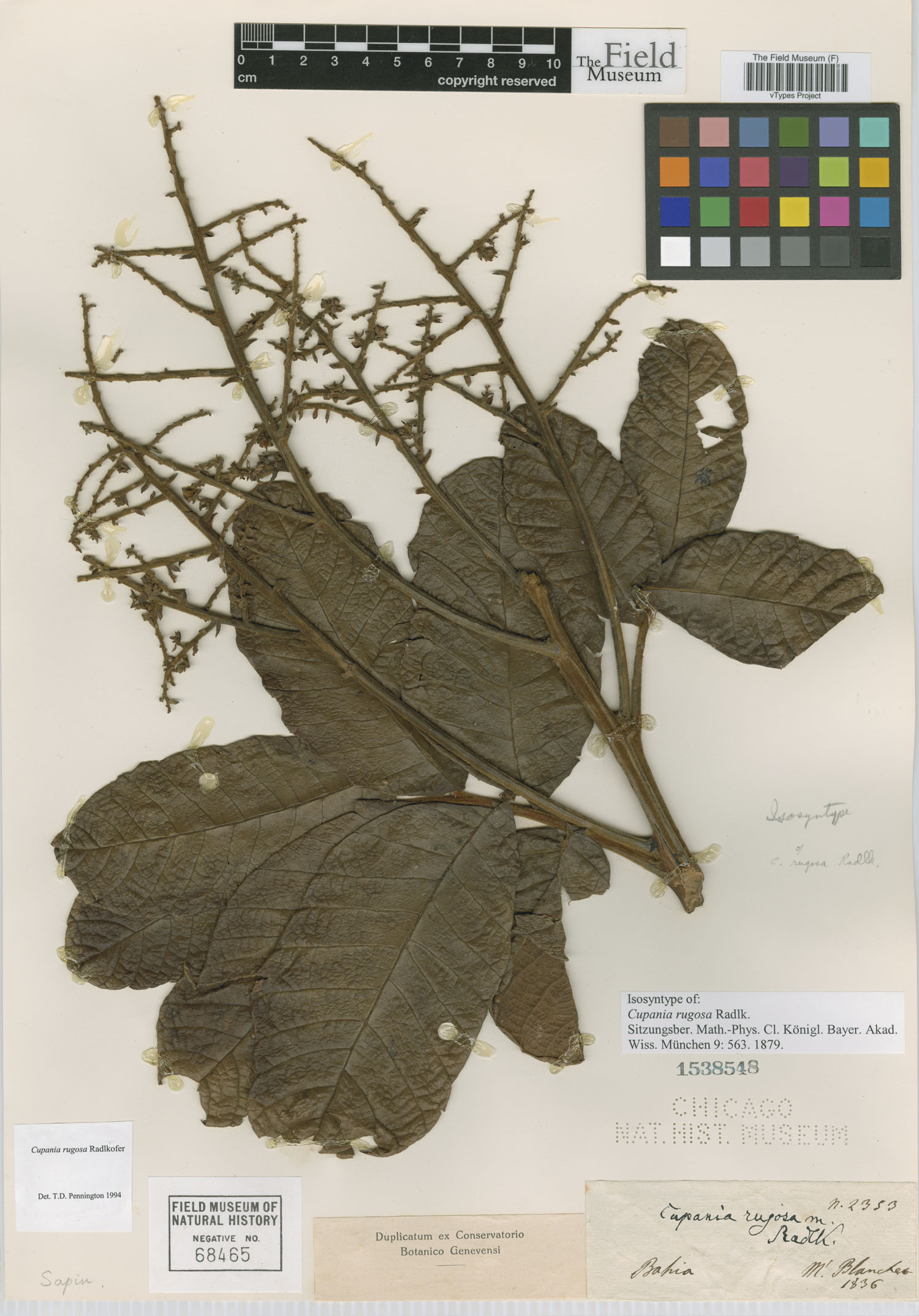 Cupania rugosa image