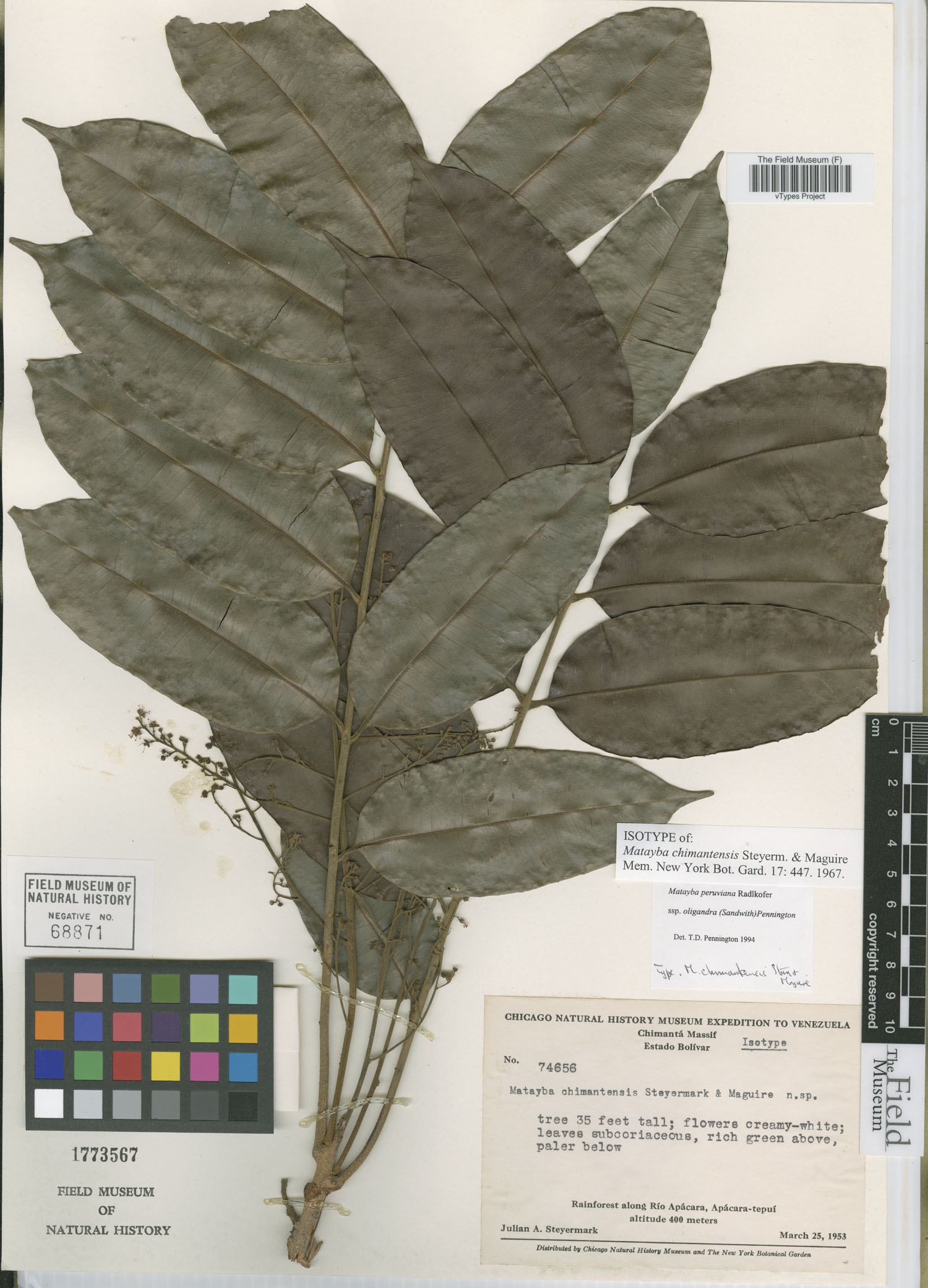 Matayba peruviana subsp. oligandra image