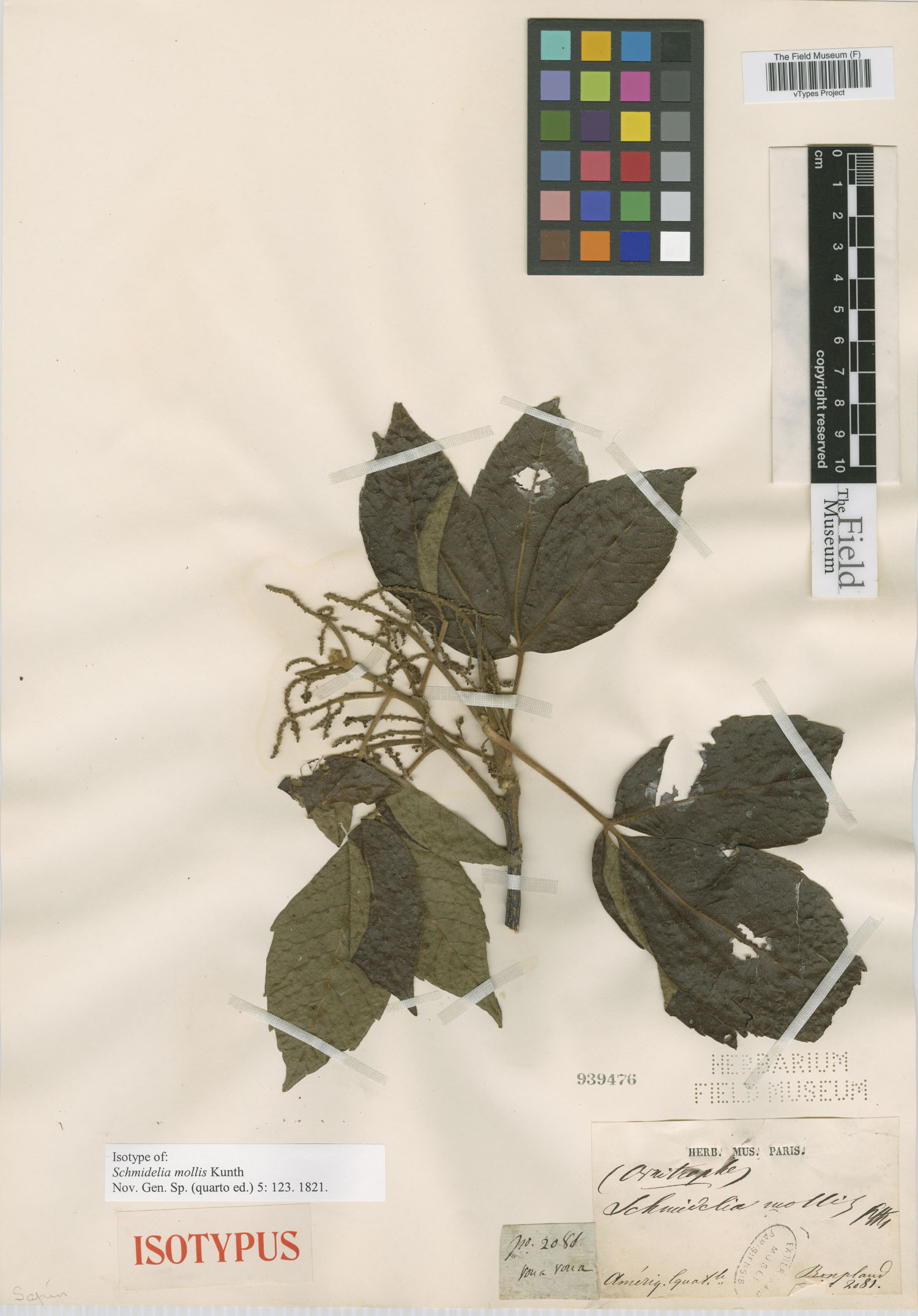 Allophylus myrianthus image