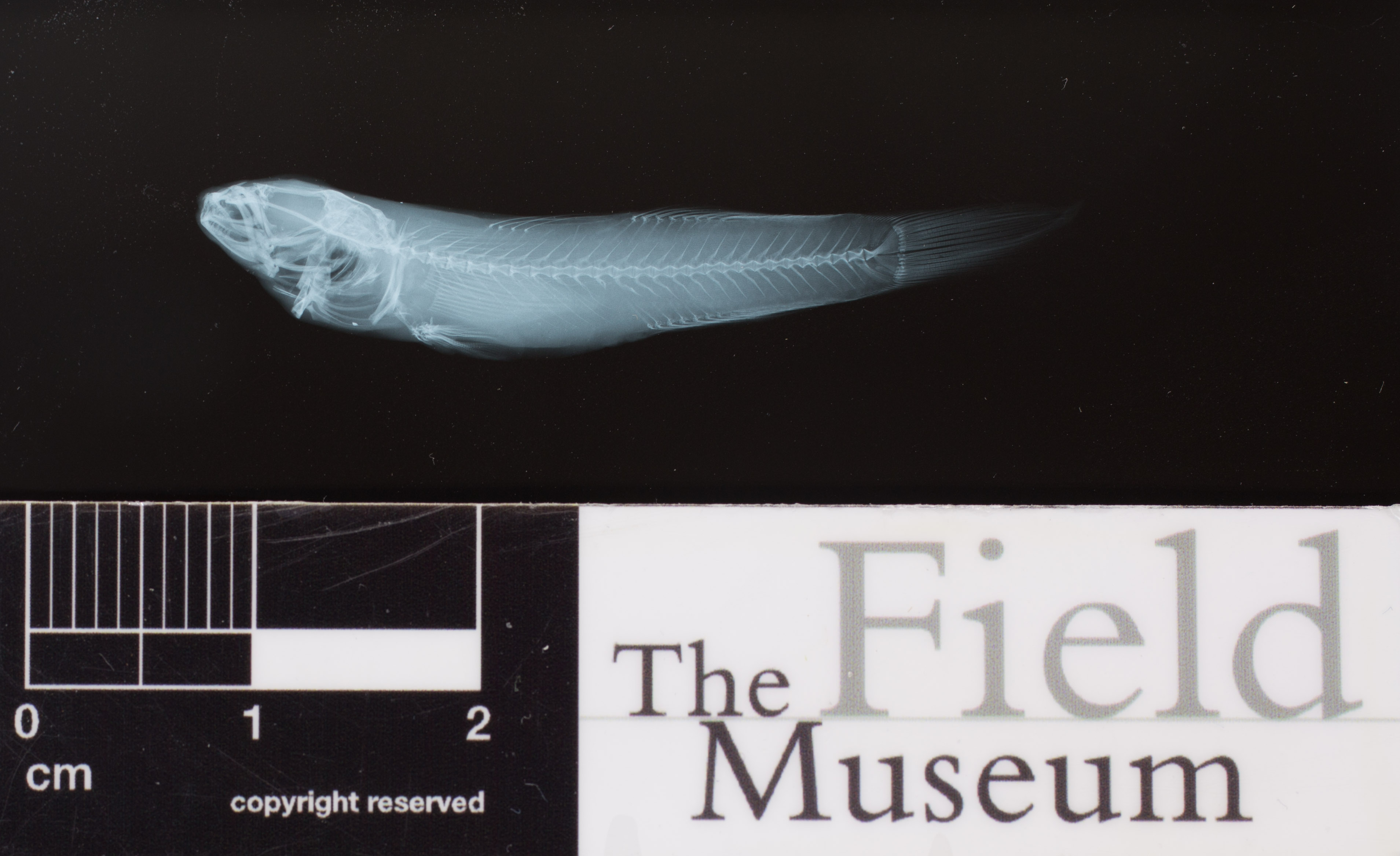 Rhinogobius philippinus