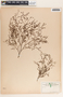 Euphorbia villifera image