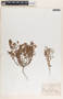 Euphorbia villifera image