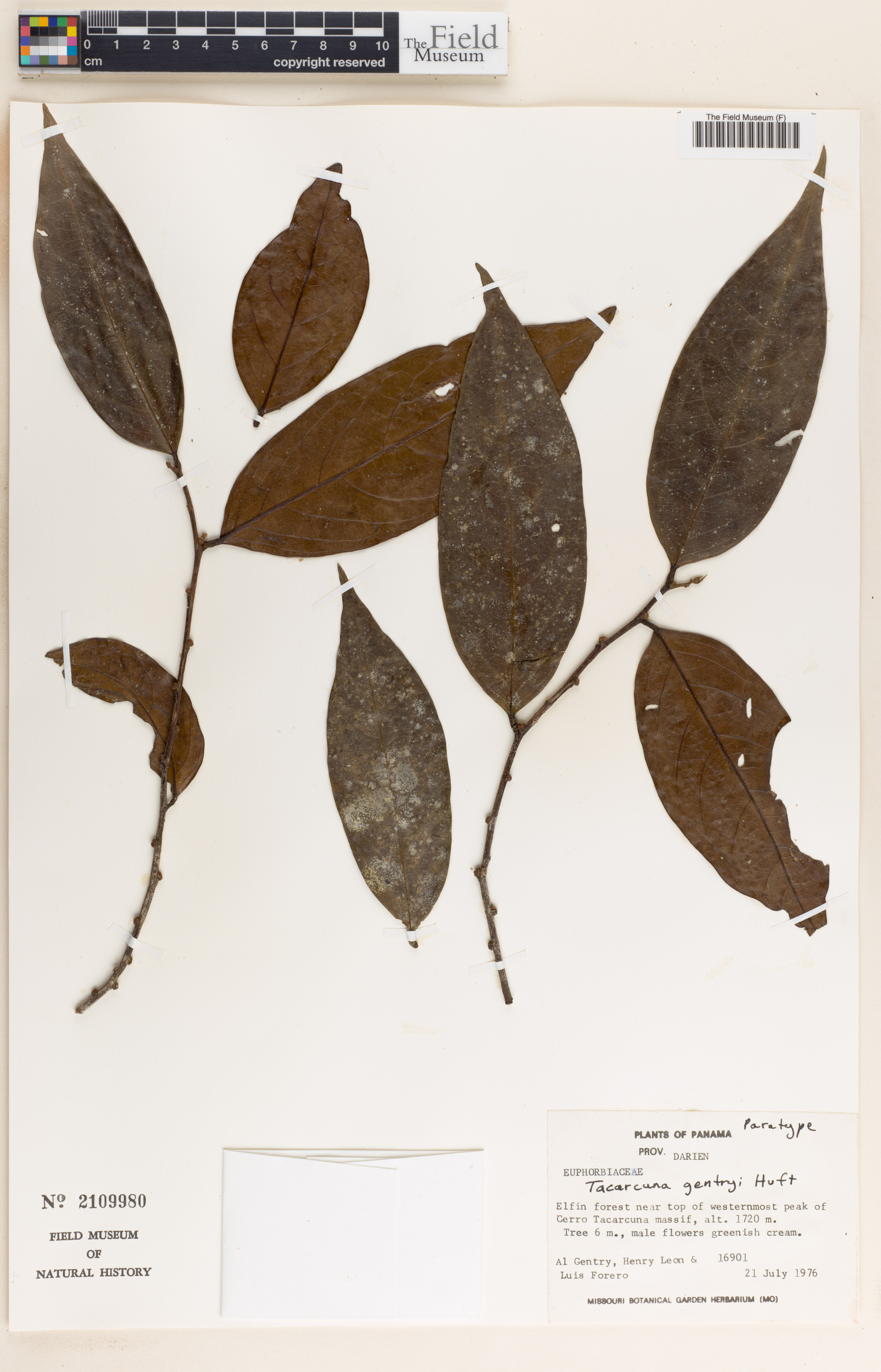 Tacarcuna gentryi image