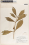 Allamanda cathartica image