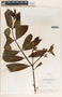 Allamanda cathartica image