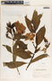 Allamanda cathartica image