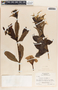 Allamanda cathartica image