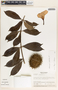Allamanda cathartica image