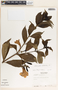 Allamanda cathartica image