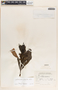 Allamanda cathartica image