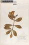Allamanda cathartica image