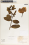 Allamanda cathartica image