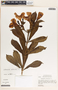 Allamanda cathartica image