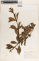 Allamanda cathartica image