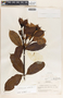 Allamanda cathartica image