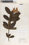 Allamanda cathartica image