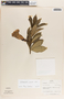 Allamanda cathartica image