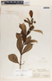 Allamanda cathartica image