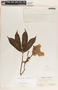 Allamanda cathartica image