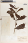 Allamanda cathartica image