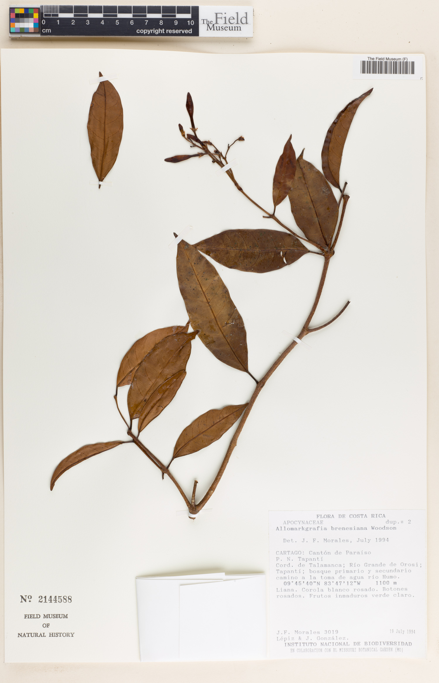 Allomarkgrafia brenesiana image