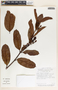 Allomarkgrafia plumeriiflora image