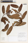 Allomarkgrafia plumeriiflora image