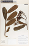 Allomarkgrafia plumeriiflora image