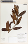 Allomarkgrafia plumeriiflora image