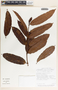 Allomarkgrafia plumeriiflora image