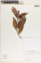 Allomarkgrafia plumeriiflora image