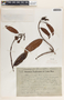 Allomarkgrafia plumeriiflora image